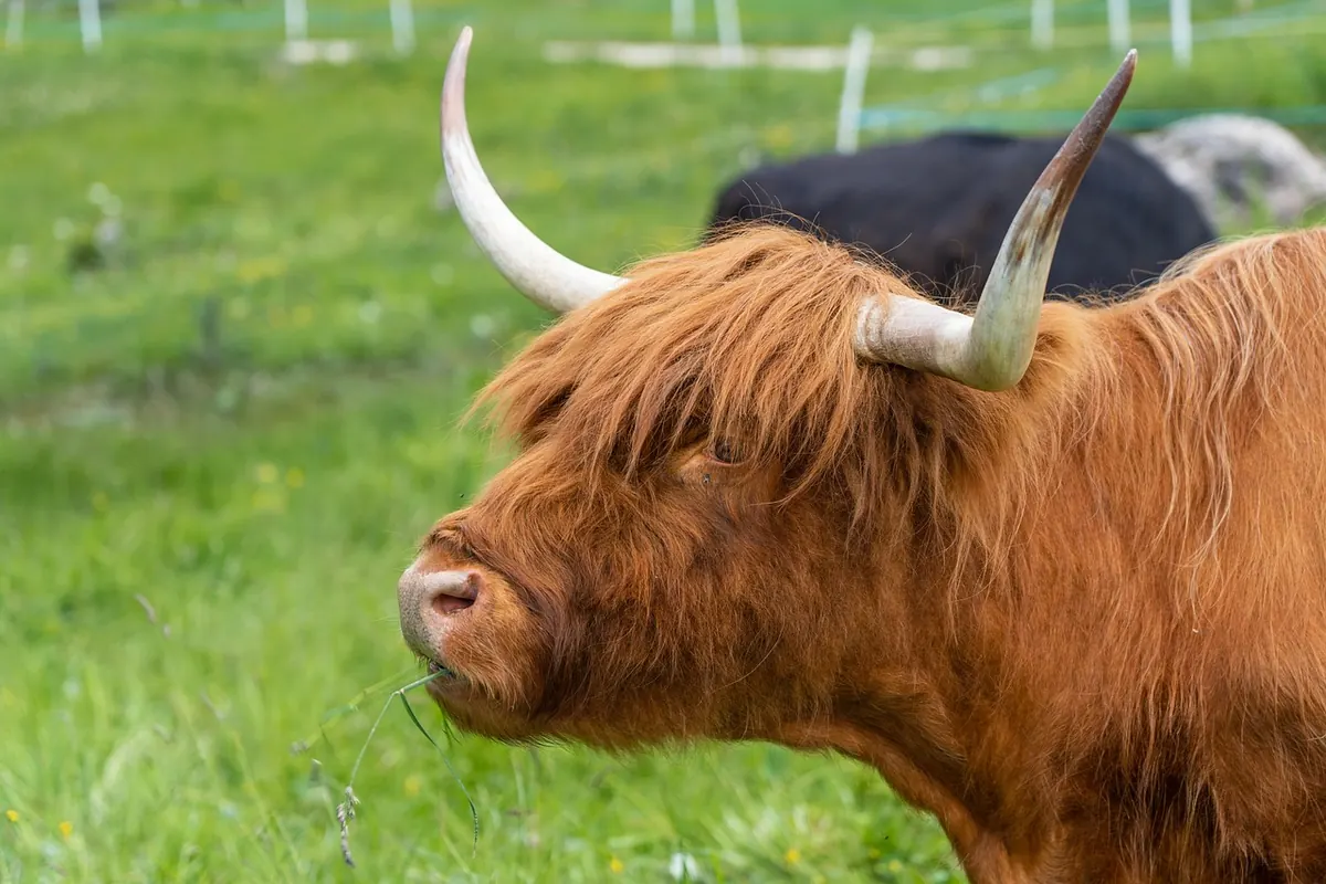 Common Mistakes to Avoid When Visiting the Scottish Highlands